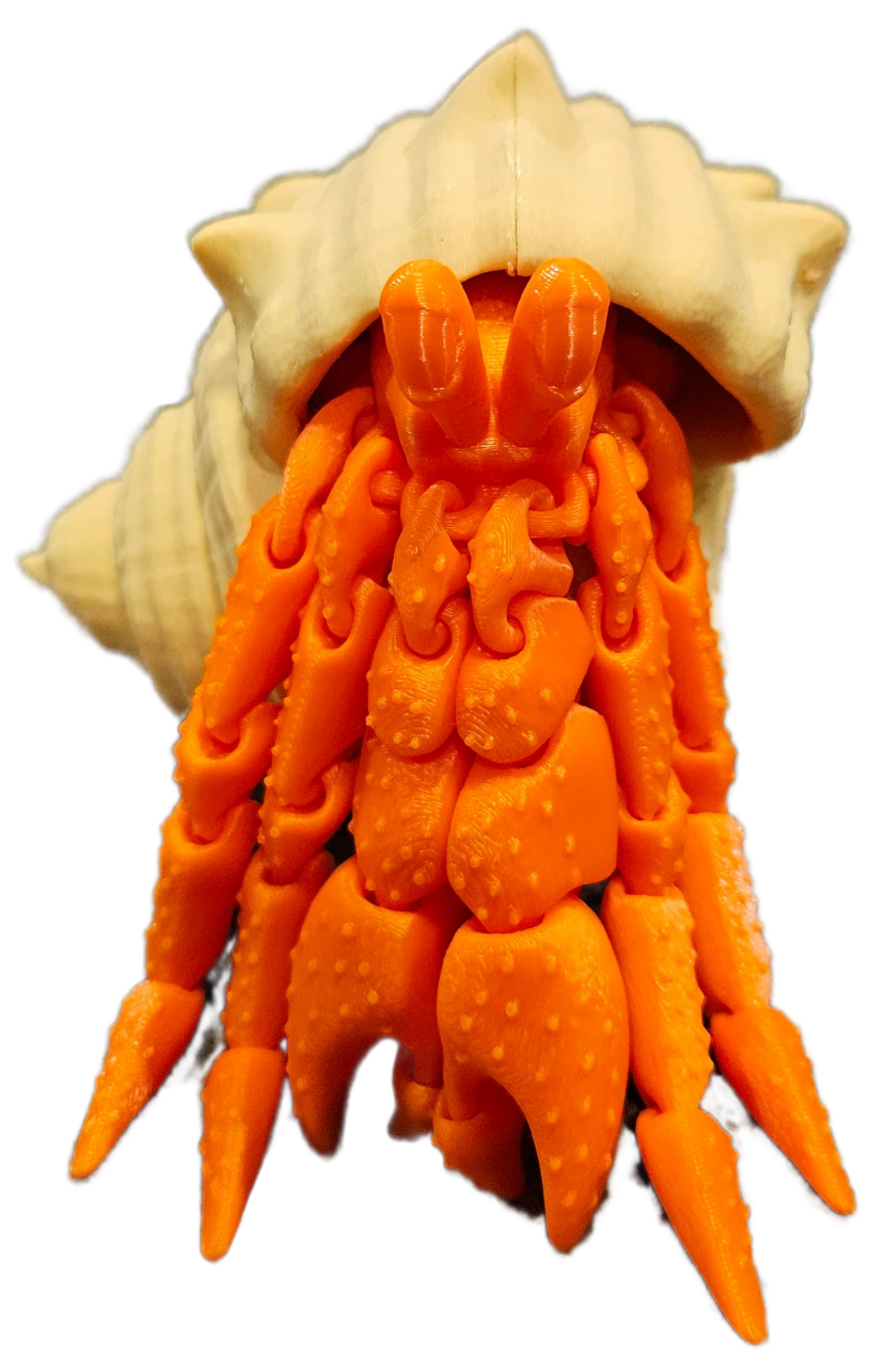 Hermit Crab